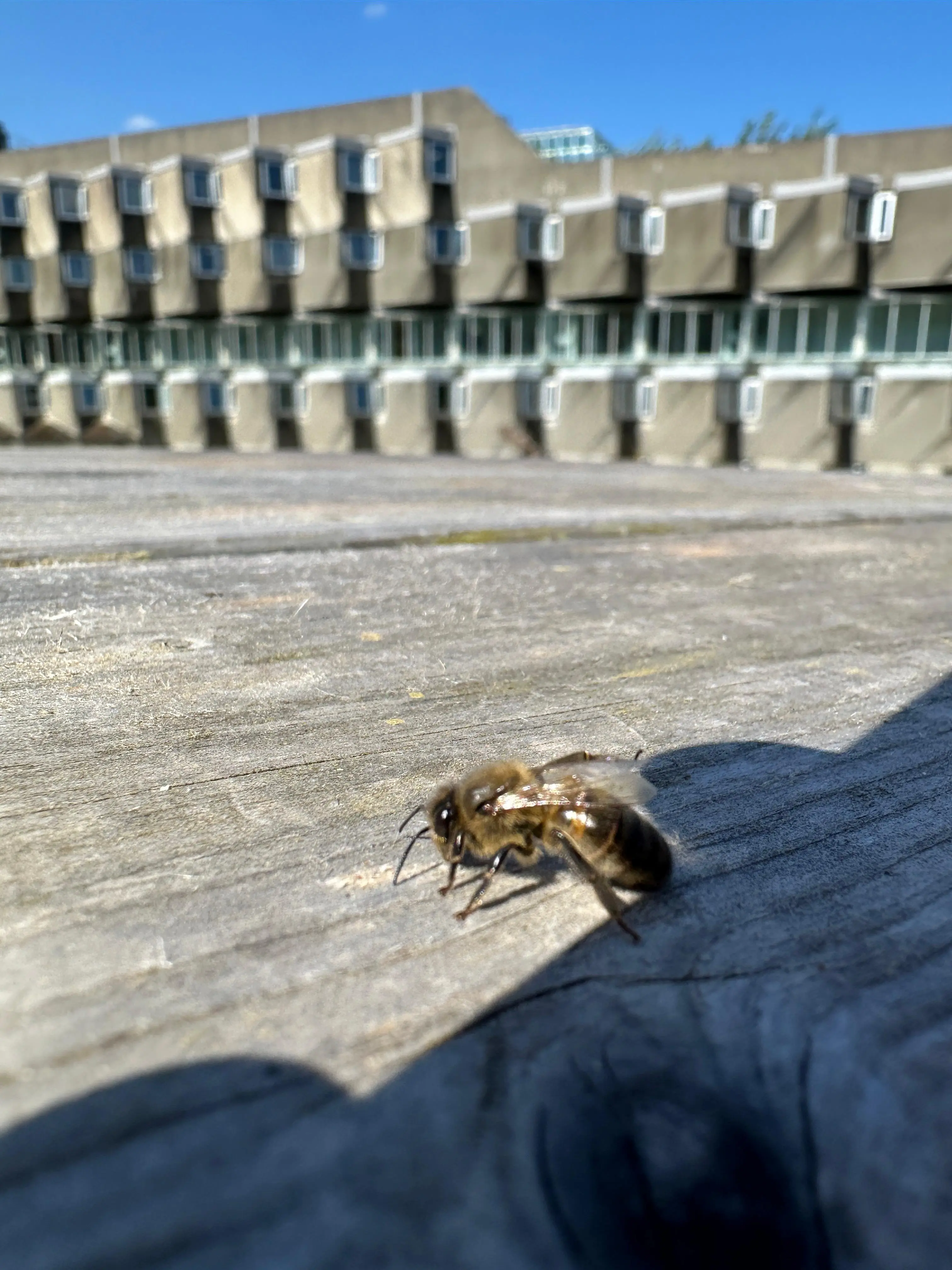 A bee outside AMH